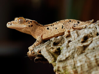 little lizard on the tree gecko crestedgecko