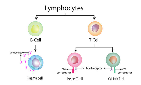 Types of Lymphocytes, adaptive immune system, cytotoxic and Helper t cells, B cell, plasma cell and memory cell. vector illustration.