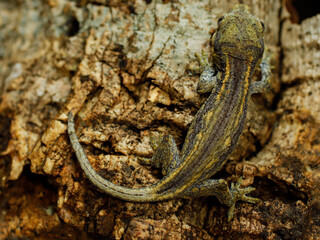 little gecko gargoyle on the tree