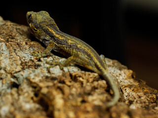 little gecko gargoyle on the tree