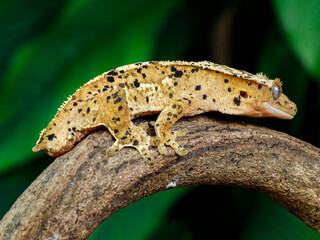 big lizard gecko on the tree