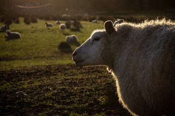 Sheep in the field