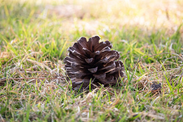 Naklejka na ściany i meble pine cone on the ground