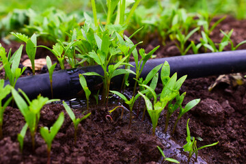 Close up fresh growing green coriander (cilantro) leaves in vegetable plot
