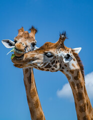 giraffes eating