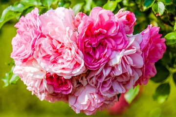 pink flowers roses