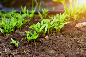 Close up fresh growing green coriander (cilantro) leaves in vegetable plot
