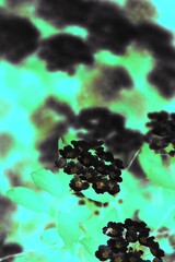 Colorful film negative illustration of flowers growing in the garden.