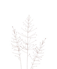 Watercolour  vector illustration of wild flowers and herbs. Thin lines of silhouettes isolated on a white background