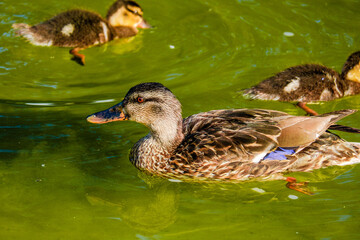 wild ducks swimming in the pond