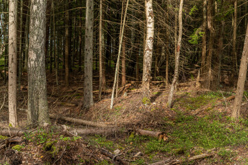 pine forest in the forest