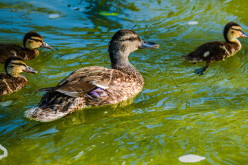 wild ducks swimming in the pond