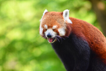 Obraz premium Kleiner lachender Panda