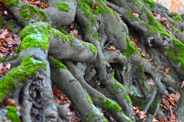 Wurzeln im Wald