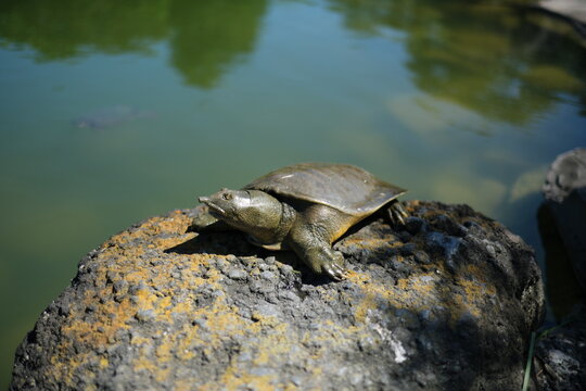 すっぽん　Chinese soft-shelled turtle (Pelodiscus sinensis)