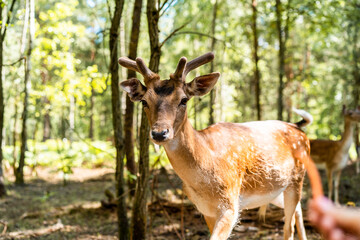 Young deer in the forest