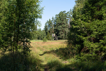 forest in the morning
