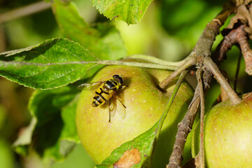 Male Batman hoverfly (Myathropa florea), family Syrphidae resting on an apple in a tree. Dutch garden, summer, August.  