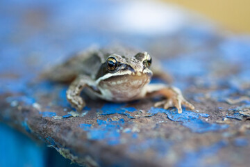 A adult Common European Toad, Bufo bufo sitting on the ground in the garden.