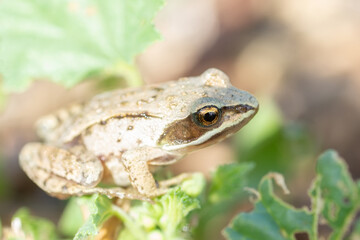 A adult Common European Toad, Bufo bufo sitting on the ground in the garden.