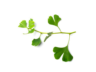 Ginkgo Biloba Leaves