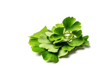 Fototapeta premium Ginkgo Biloba Leaves