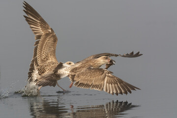Two european herring gulls - Larus argentatus fighting for fish in flight over calm water of Szczecin Laagoon in Poland.