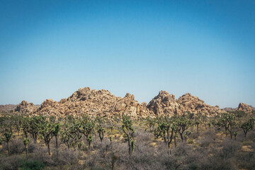 Joshua Tree