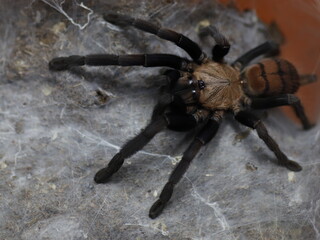 violet tiger tarantula spider macro
