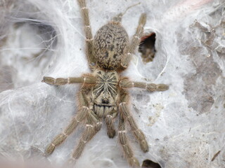 spider tarantula aggressive orange