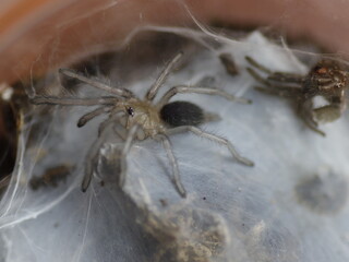 spider little tarantula harpactira