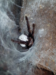 big tarantula with eggs sack