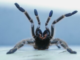 spider tarantula aggressive orange
