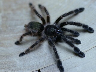 psalmopoeus victori tarantula spider