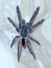 psalmopoeus ecclesiasticus tarantula spider