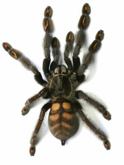 psalmopoeus irminie tarantula spider