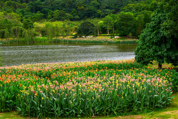 Beautiful view of canna flowers growing by the lake in the park