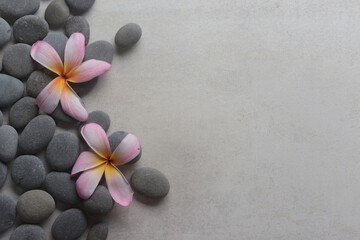 Fototapeta na wymiar frangipani and zen like grey stones with copy space on gray background