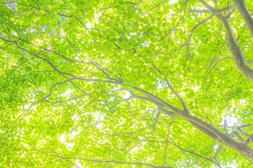 全面が木の葉の緑のイメージ-埼玉県東秩父村
