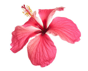 Hibiscus or rose mallow flower, Tropical pink flower isolated on white background, with clipping...