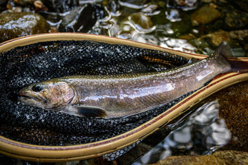 渓流釣りの岩魚-群馬県南牧村  © OFFICE TK