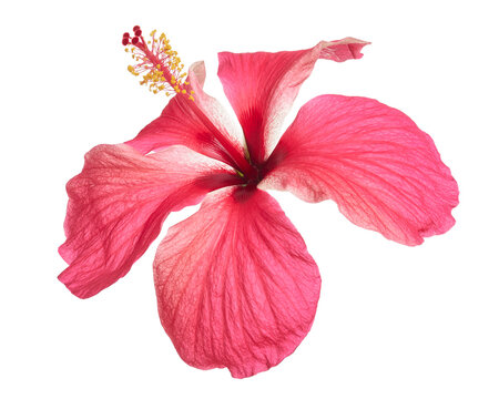 Hibiscus or rose mallow flower, Tropical pink flower isolated on white background, with clipping path