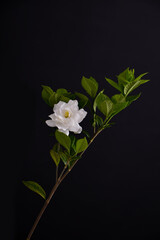 gardenia jasminoides white flower on black background

