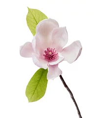 Zelfklevend Fotobehang Magnolia liliiflora flower on branch with leaves, Lily magnolia flower isolated on white background with clipping path  © Dewins