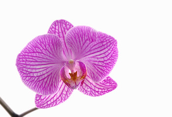 Pink orchid closeup on a white background