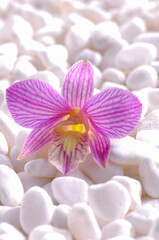 Pink orchid with White oval pebbles background. 