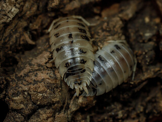 porcellio laevis dairy cow isopod