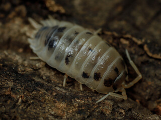porcellio laevis dairy cow isopod