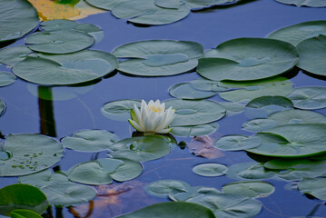 World Natural Heritage Summer Shiretoko Five Lakes