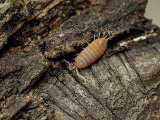 Porcellionides pruinosus Powder Orange isopod